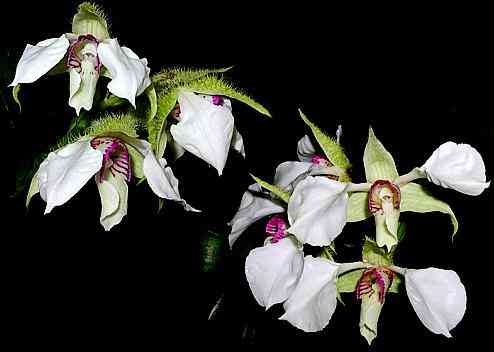 Dendrobium eximium